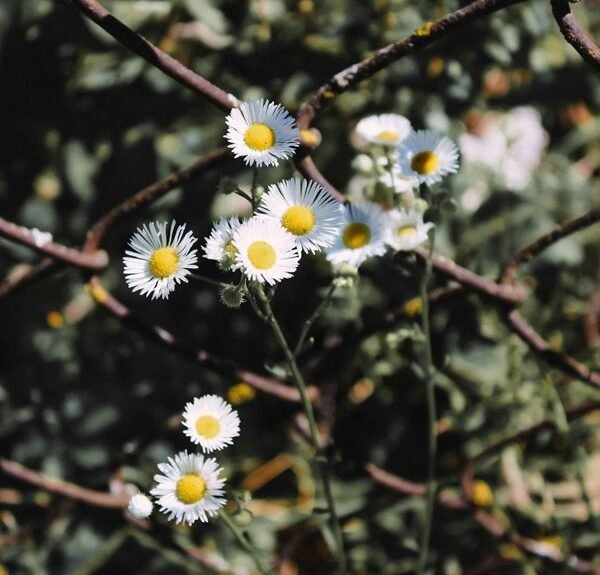 internal linking boosts growth