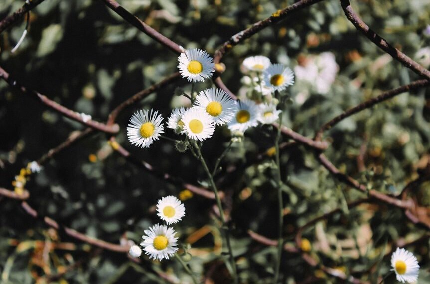 internal linking boosts growth